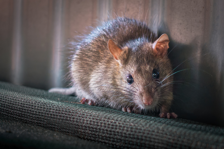 A rodent perched in front of a fence